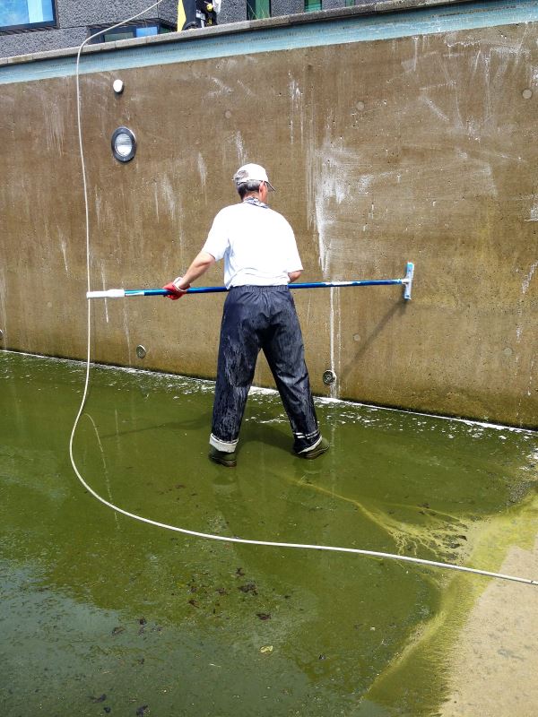 Schwimmbadreinigung Swimmingpoolreinigung Allwörker Solothurn SO